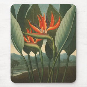 'The Queen (Bird of Paradise)' - Temple of Flora Mouse Mat