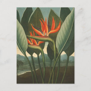 'The Queen (Bird of Paradise)' - Temple of Flora Postcard