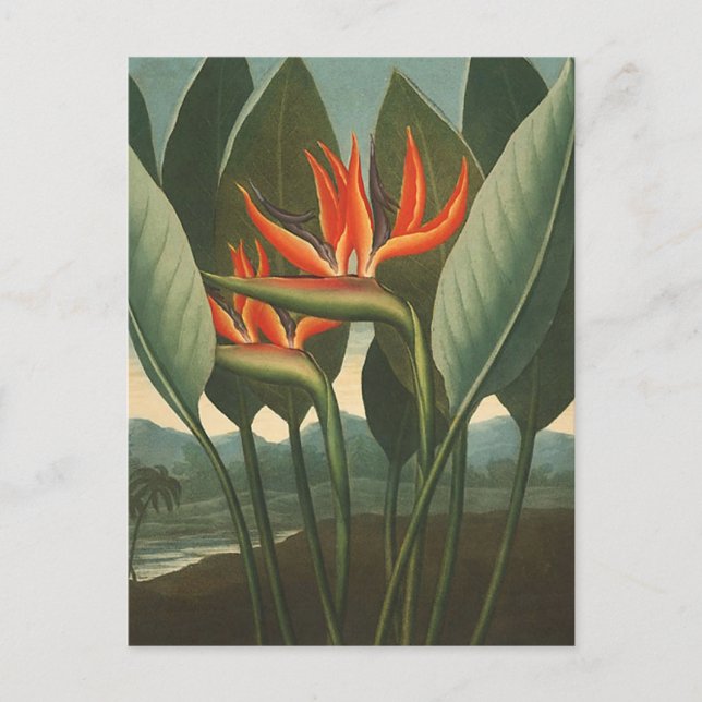 'The Queen (Bird of Paradise)' - Temple of Flora Postcard (Front)