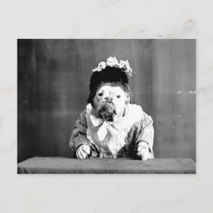 The Queen Bulldog Postcard