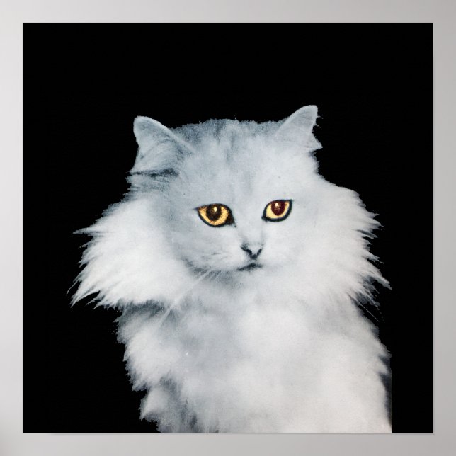 THE QUEEN OF WHITE CATS POSTER (Front)