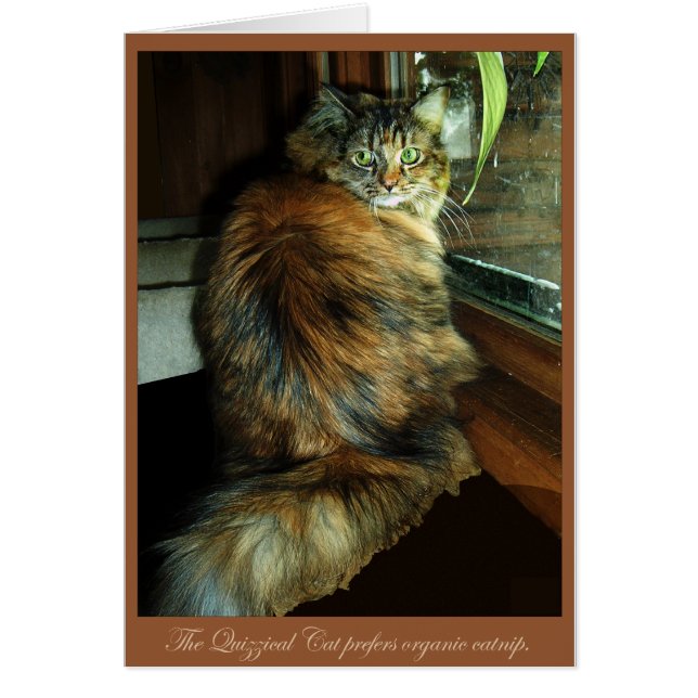 The Quizzical Cat (Front)