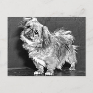 The Quizzicle Pekingese Postcard