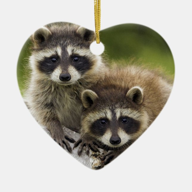 The Racoon Couple Ceramic Tree Decoration (Front)