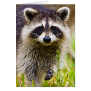The racoon, Procyon lotor