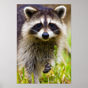 The racoon, Procyon lotor, is a widespread, 3 Poster