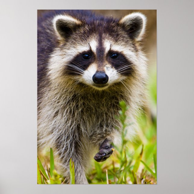 The racoon, Procyon lotor, is a widespread, 3 Poster (Front)