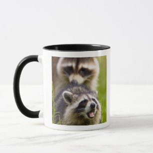 The racoon, Procyon lotor, is a widespread, Mug