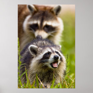The racoon, Procyon lotor, is a widespread, Poster