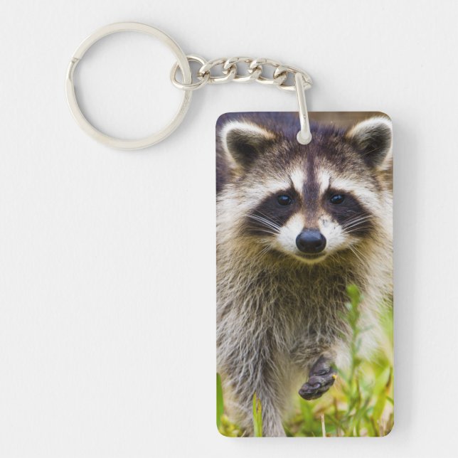 The racoon, Procyon lotor Key Ring (Front)