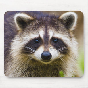 The racoon, Procyon lotor Mouse Mat