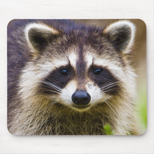 The racoon, Procyon lotor Mouse Mat (Front)