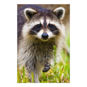 The racoon, Procyon lotor Photo Print