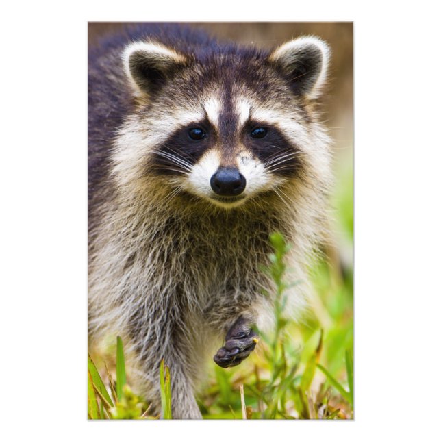 The racoon, Procyon lotor Photo Print (Front)