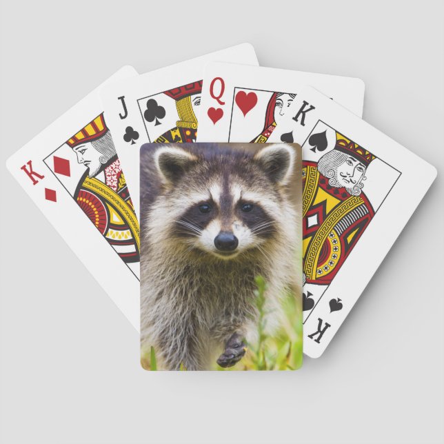 The racoon, Procyon lotor Playing Cards (Back)