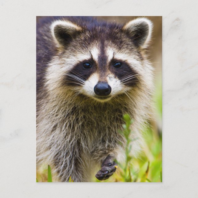 The racoon, Procyon lotor Postcard (Front)