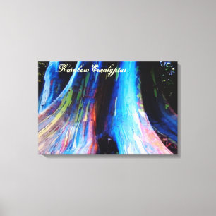 The Rainbow Eucalyptus Tree of Hawaii Canvas Print