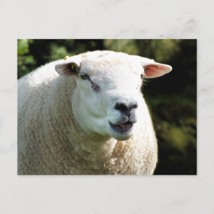 THE RAM POSTCARD