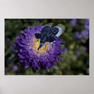 The Rare Blue Bugphant Poster