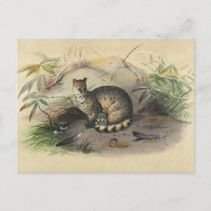The Rasse by Joseph Wolf Postcard