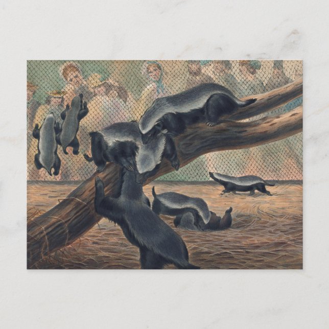 The Ratels by Joseph Wolf Postcard (Front)