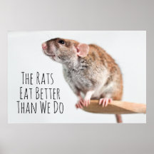 The rats eat better than we do