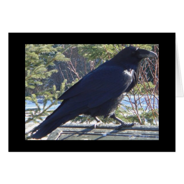 the Raven (Front Horizontal)