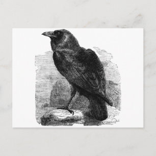 The Raven Postcard