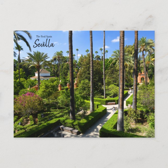 The Real Spain- Sevilla Postcard (Front)