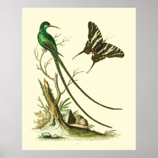 The Red-billed Streamertail Hummingbird Poster