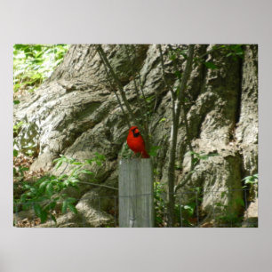THE RED CARDINAL poster