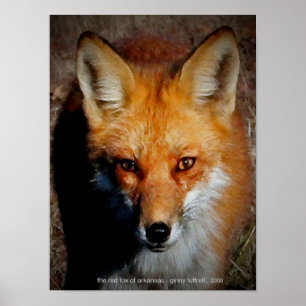 The Red Fox of Arkansas Poster