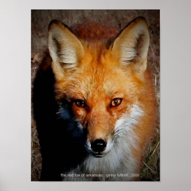 The Red Fox of Arkansas Poster (Front)