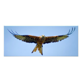 The Red Kite Photo Print