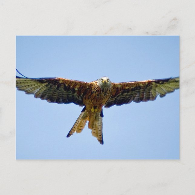 The Red Kite Postcard (Front)
