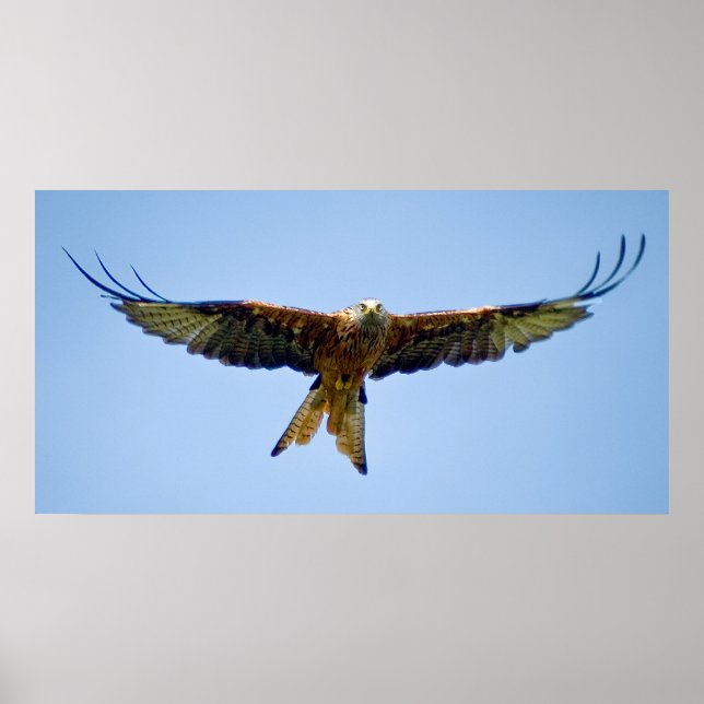 The red Kite Poster (Front)