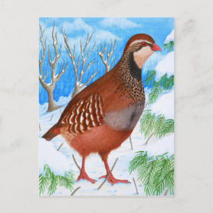 The Red-Legged Partridge Postcard