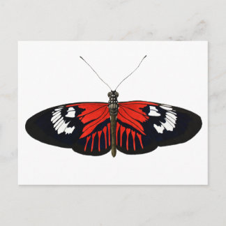 The Red Postman Butterfly Postcard