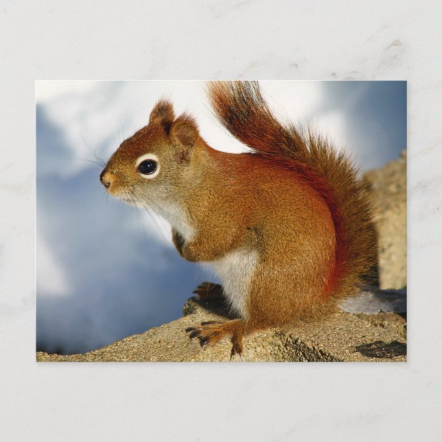 The Red Squirrel Who Stuck Around Postcard (Front)