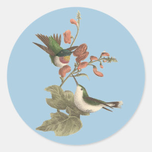 The Red-throated or Ruby-throated Hummingbird Classic Round Sticker