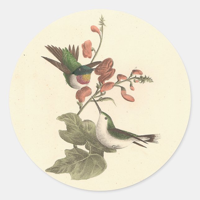 The Red-throated or Ruby-throated Hummingbird Classic Round Sticker (Front)