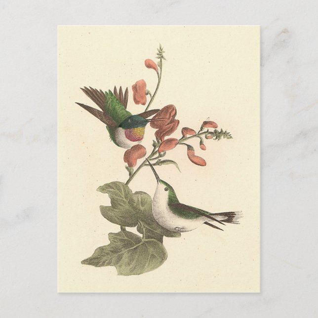 The Red-throated or Ruby-throated Hummingbird Postcard (Front)