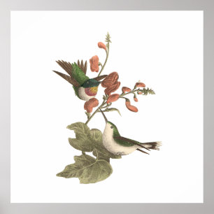 The Red-throated or Ruby-throated Hummingbird Poster