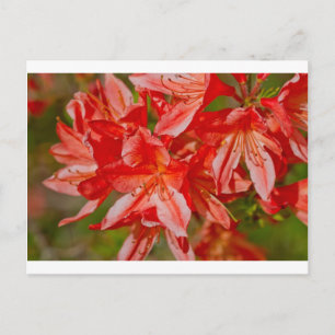 The red wild flower postcard