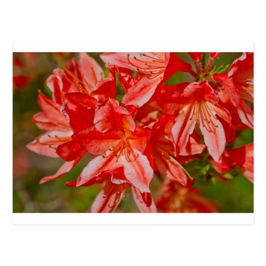 The red wild flower postcard