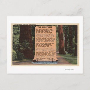 The Redwood Highway, Poem by Strauss Postcard