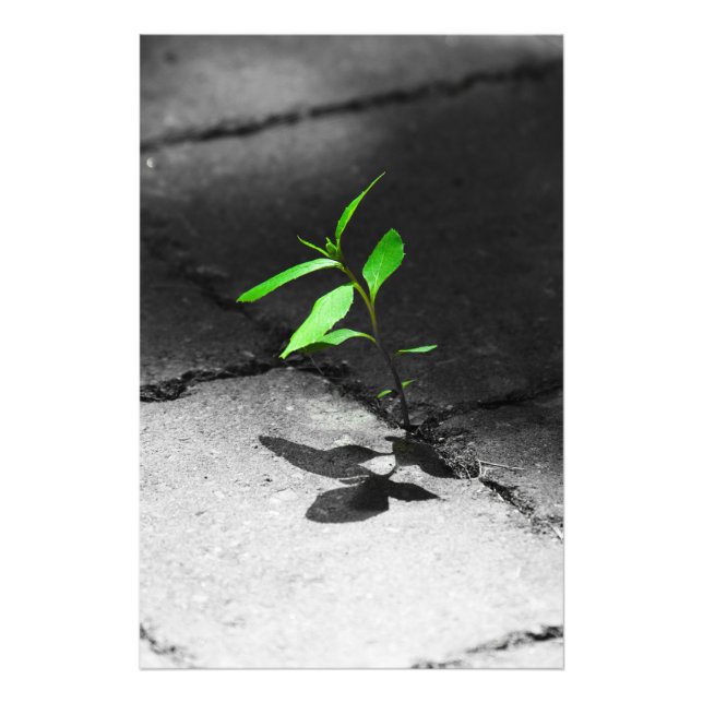 The resilience of plants over bricks photo print (Front)
