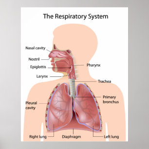 The respiratory system labeled print