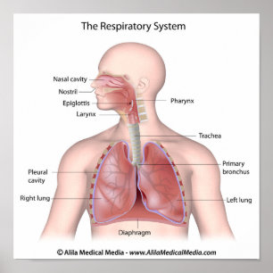 The respiratory system labelled poster