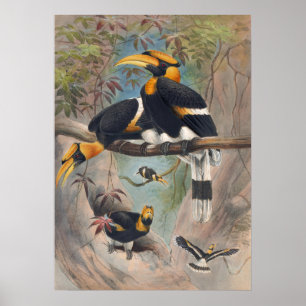 The Rhinoceros Hornbill by Joseph Wolf Poster